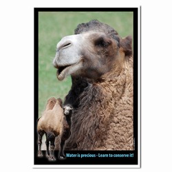 AI-PRG0011-CW1  Camel Water Conservation Poster