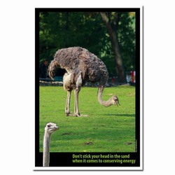 AI-PRG0011-OE1  Ostrich Energy Conservation Poster