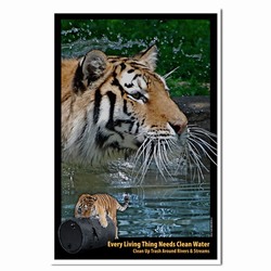 PRG0011-TW1  Tiger Clean Water Poster